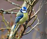 Blue Tit 8R17D-14